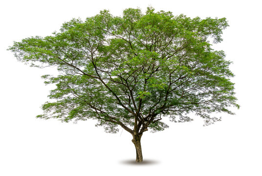 isolated tree on white background , graphic resource