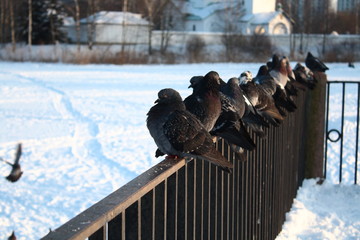 Pigeon detachment for a walk. Pigeons sit in a row on the railing.