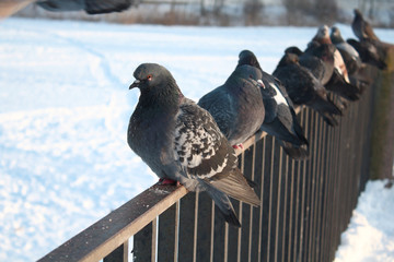 Pigeon detachment for a walk. Pigeons sit in a row on the railing.