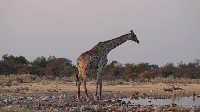 Namibia - Etoscha Nationalpark - Giraffe