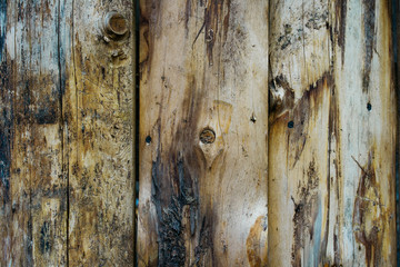 Wood Texture old log background copy space