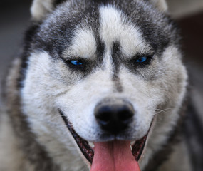 a close-up portrait of a husky dog
