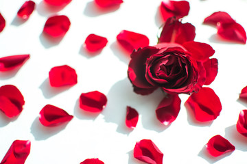 rose petals scattered on white background
