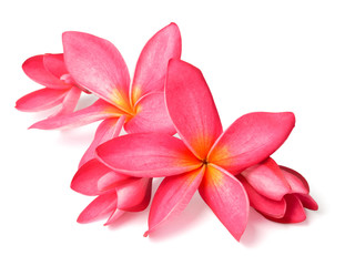 fresh red frangipani flowers isolated on white