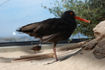 Eurasian Blackbird