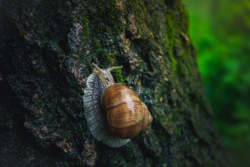 Snail on three