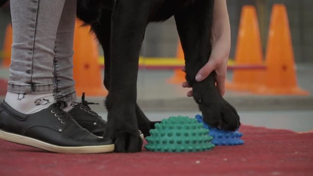 Cynologist put dog's paws at special balls for training balance