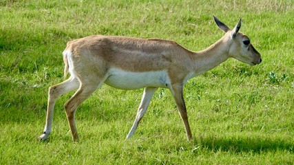 Hirschziegenantilopen, Gazellen