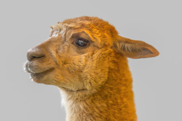 Fototapeta premium Alpaca portrait