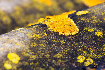 Lichen yellow
