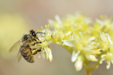 Macro of honey bee (Apis) feeding on yellow flower seen from profile