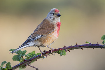 A Linnet, or common Linnet, (Linaria cannabina), male, perched on a branch on light brown background