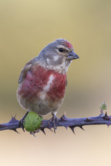 A Linnet, or common Linnet, (Linaria cannabina), male, perched on a branch on light brown background