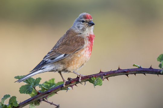 A Linnet, or common Linnet, (Linaria cannabina), male, perched on a branch on light brown background