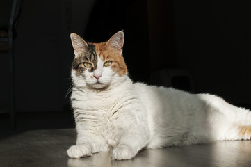 Female cat lying in sunlight shadow on house wooden floor