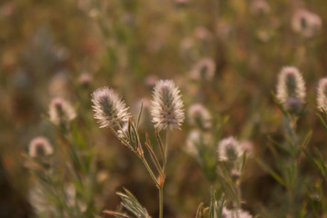  fluffy plant