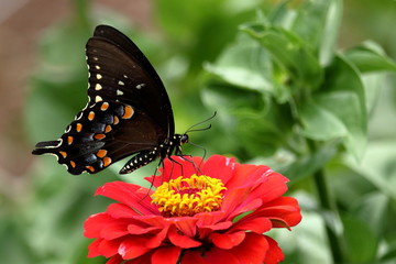 A Spicebush Swallowtail Butterfly feeds on flowers in my garden.
