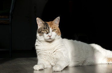 Fototapeta na wymiar Female cat lying in sunlight shadow on house wooden floor