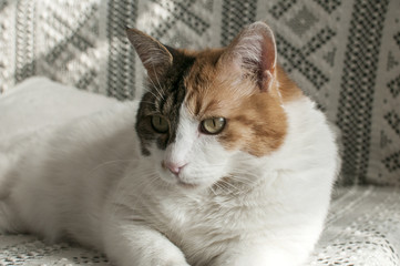 White female cat resting on lace bedding sofa closeup