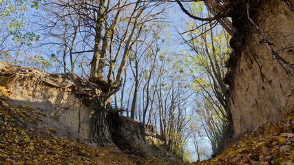 Trees on the edge of the ravine