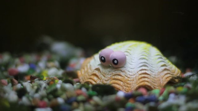 Close up of a fash tank orament