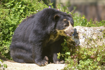 Obraz na płótnie Canvas Andean bear (Tremarctos ornatus) also known as the spectacled bear, seated among vegetation