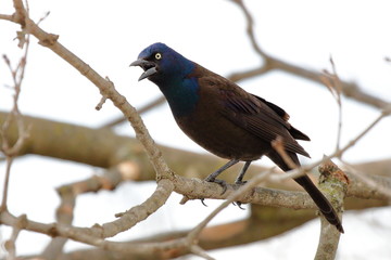 Naklejka premium A Common Grackle sitting in a tree.
