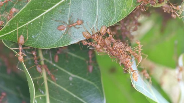 weaver ants are connecting the leaves in order to construct the hive