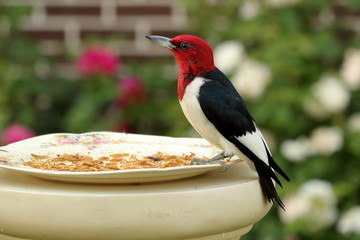 A Red Headed Woodpecker visits the meal worm feeder in my rose garden on a summer evening.