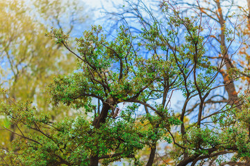 green pine tree on blue sky background