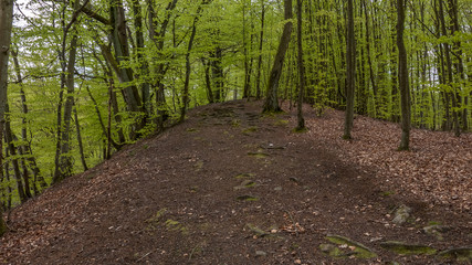 Fototapeta premium road in beech forest