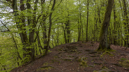 road in beech forest