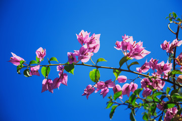 Obraz premium pink flowers with green leaves on sky background