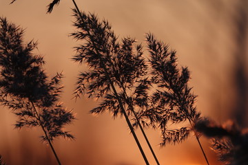 Cane tassels at sunset