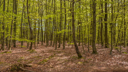 beautiful beech forest