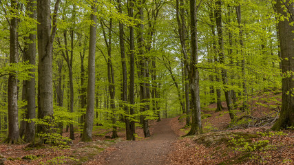 Fototapeta premium road in beech forest
