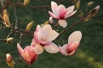 Pink magnolia flowers on magnolia tree