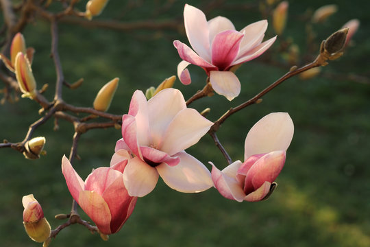 Fototapeta Pink magnolia flowers on magnolia tree