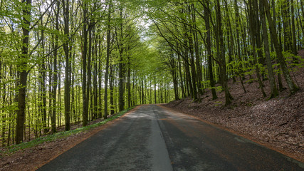 Fototapeta na wymiar road in beech forest
