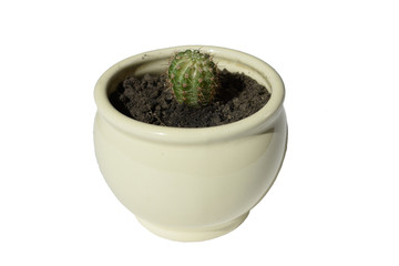fully isolated cactus