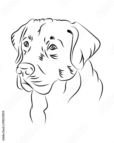 Labrador Head Coloring Pages