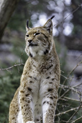 Naklejka na ściany i meble The Eurasian lynx