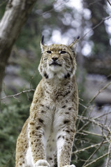 The Eurasian lynx