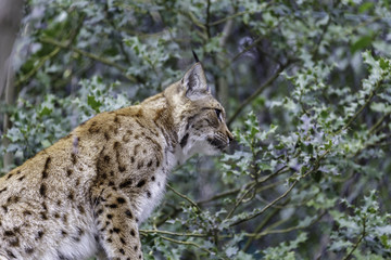 The Eurasian lynx
