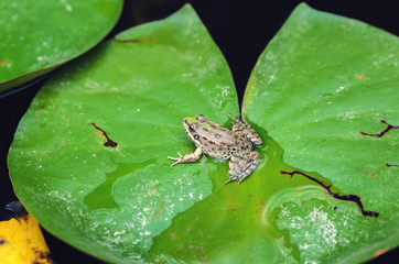 frog leaf