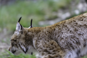 Fototapeta premium The Eurasian lynx