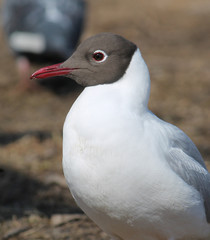 Black-headed gull (Chroicocephalus ridibundus) in adult summer plumage