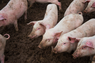 Domestic pigs on a farm