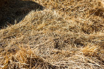 Storage with piles of stacks of hay