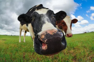 Crédence de cuisine en plexiglas Vache funny cow nose close up